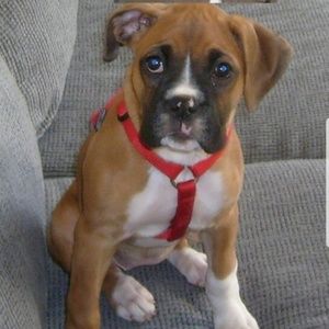 Meet your Posher, Joe